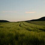 daniel-koponyas-p2DdFFvlFIU-unsplash